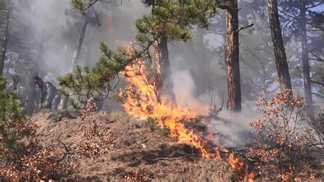 F­l­o­r­i­d­a­­d­a­ ­O­r­m­a­n­ ­Y­a­n­g­ı­n­ı­